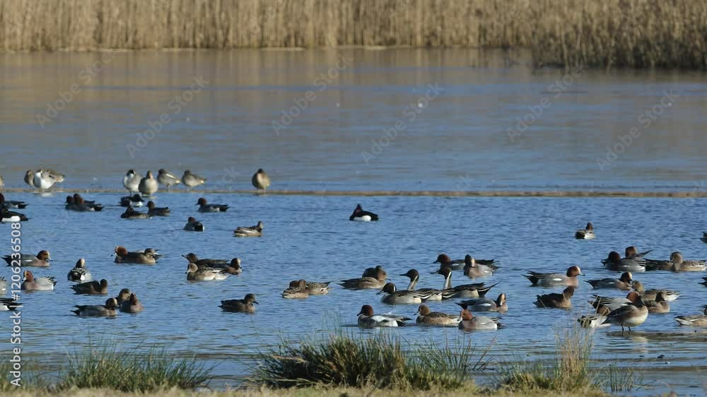 Mix of wading and water birds on winter marshes, Devon, England Mix of wading and water birds on winter marshes, Devon, England