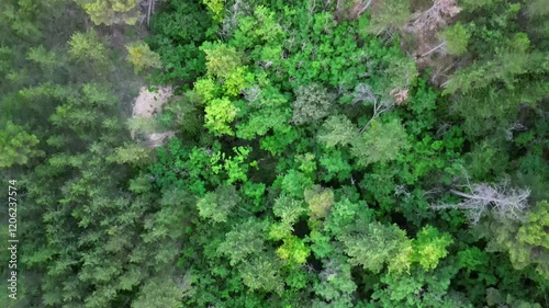 Über dem Wald