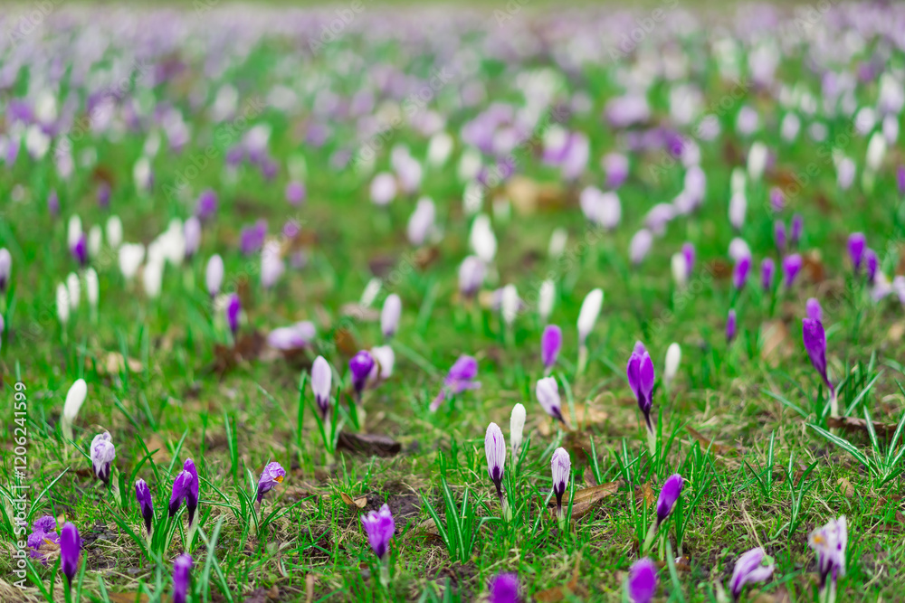Naklejka premium Beautiful spring crocuses in the garden. Flowering of bulbous plants in the garden. Floral spring background with pink and purple crocus flowers