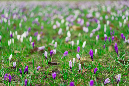 Beautiful spring crocuses in the garden. Flowering of bulbous plants in the garden. Floral spring background with pink and purple crocus flowers photo