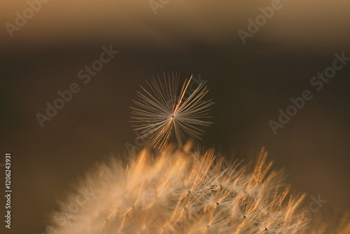 fiore di dente di leone al tramonto