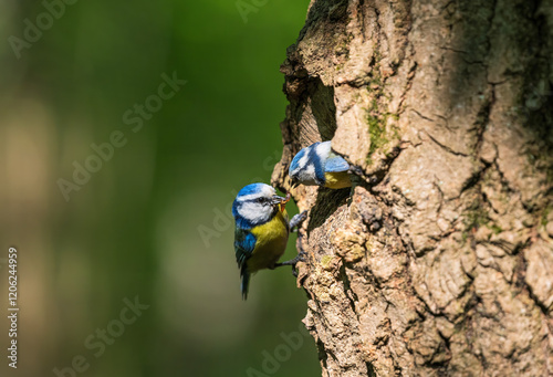 blue tit bird at tree hollow with caterpillars in beak feeding chick in sprin...