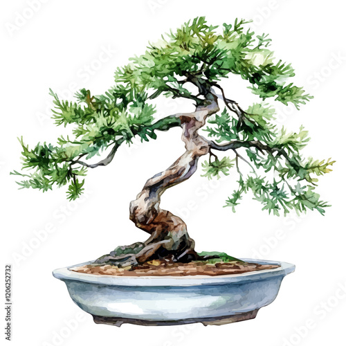 A watercolor painting of a tamarisk bonsai, isolated on a white background. Tamarisk bonsai vector.

