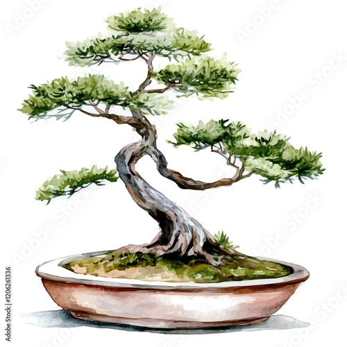 A watercolor vector of a sequoia bonsai tree, isolated on a white background. Sequoia bonsai vector.
