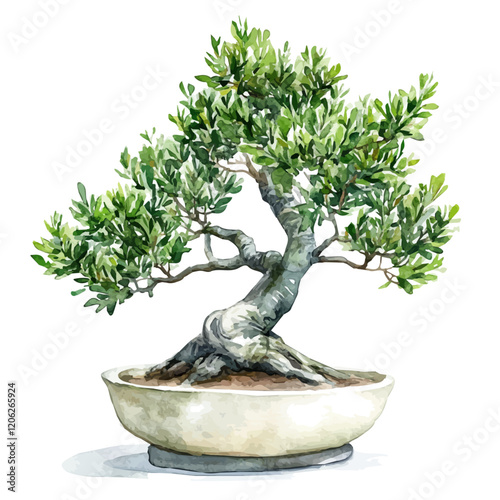 A watercolor vector of a podocarpus bonsai, showcasing its lush green foliage and intricate pruning, isolated on a white background. Bonsai vector.
