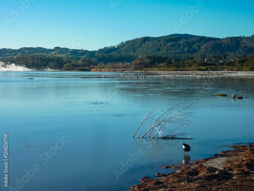 Calm Rotorua lake, Bay of Plenty Region, North Island New Zealand. Debris-covered shoreline. Birds near shore. Rolling green hills and some steam rising from geothermal activity. Rhyolitic caldera