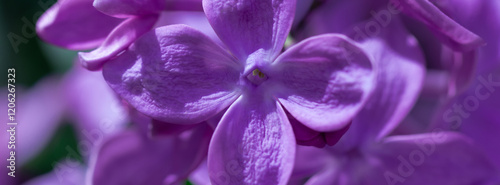 Banner a close-up of lilac flowers, showcasing their vibrant violet or lilac ...