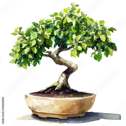 A watercolor painting of an Osage orange bonsai, featuring its distinctive green leaves and thorny branches, isolated on a white background. Bonsai vector.
