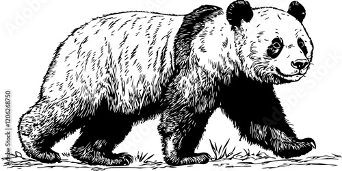 High-Quality Line Drawing Illustration, Panda Hand-Drawn Sketch, Transparent Background, Vector Design
