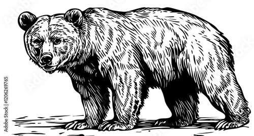 Vintage Hand-Drawn Line Art, Monochrome Sketch of Brown Bear, Clear Background, Vector Illustration

