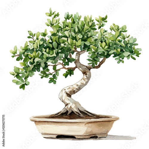 A watercolor of a monkeypod tree bonsai, isolated on a white background. Bonsai vector.
