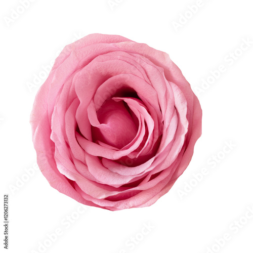 Beautiful single pink rose isolated on transparent background.