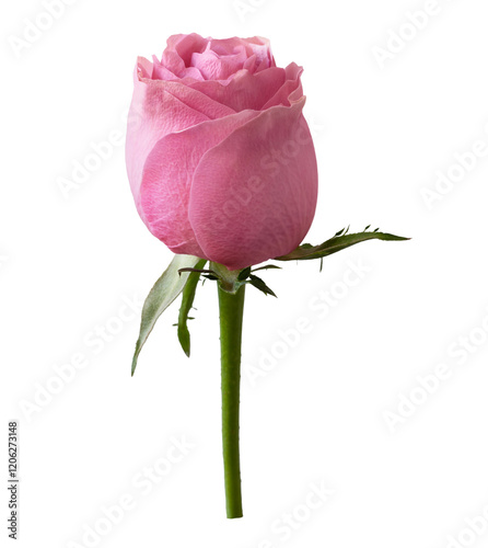 A fresh pink rose bud.