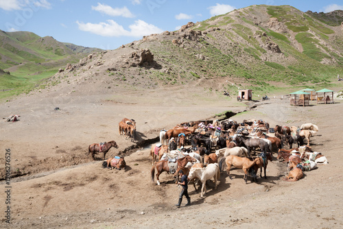 Herd of horses in Yolyn Am valley, Mongolia photo