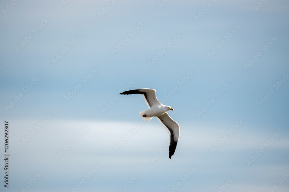 The Dominican Gull or Kelp Gull flying in the sky The Dominican Gull or Kelp Gull flying in the sky