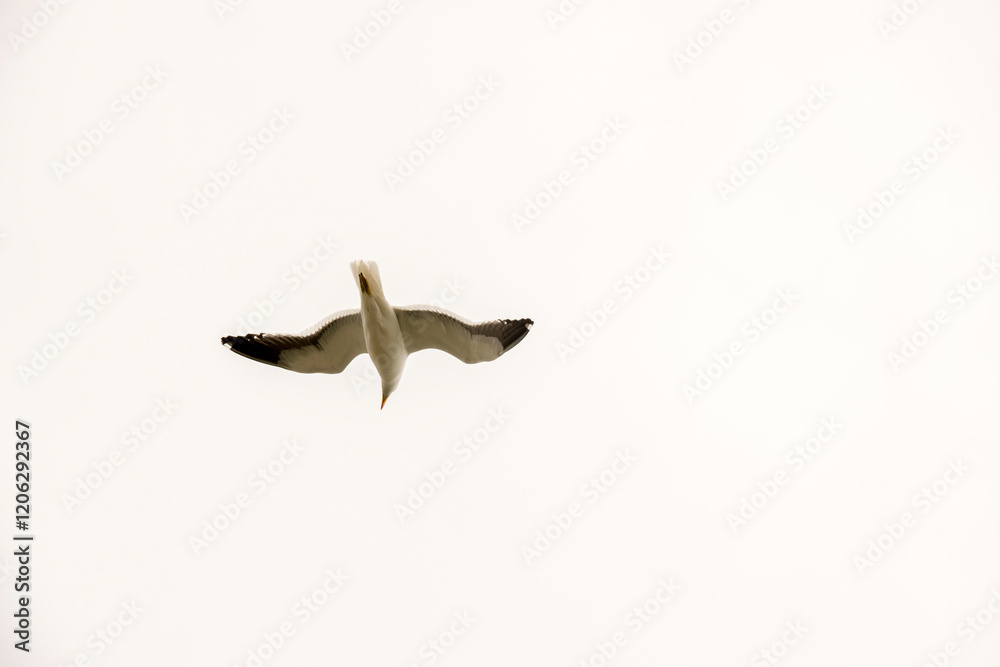 Obraz premium The Dominican Gull or Kelp Gull flying in the sky