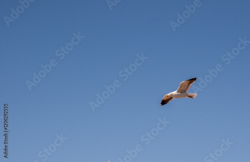 The Dominican Gull or Kelp Gull flying in the sky photo