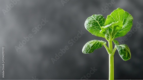 Young green plant with vibrant leaves on dark background photo