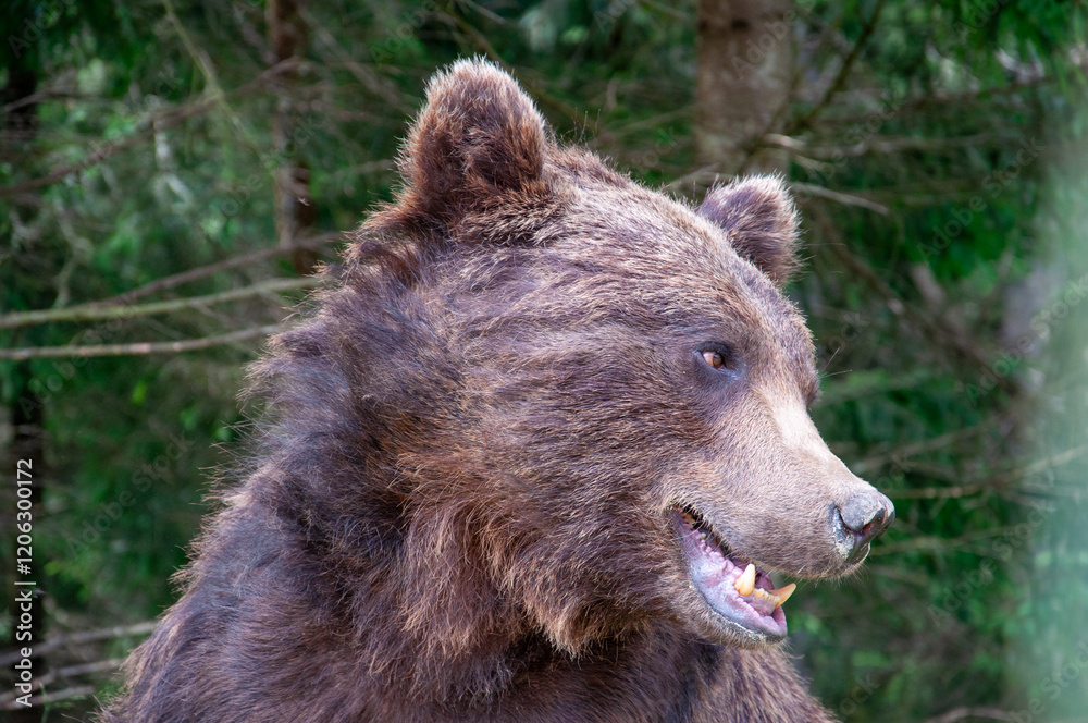 Fototapeta premium A close-up portrait of a brown bear at a rehabilitation center in the Carpathian Mountains of Ukraine.The image captures the bear's powerful presence and expressive face. The natural forest background