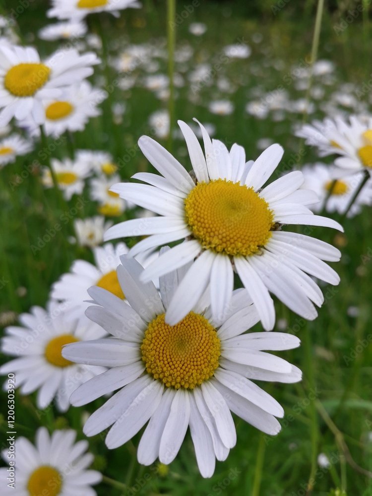 Fototapeta premium daisies in a garden