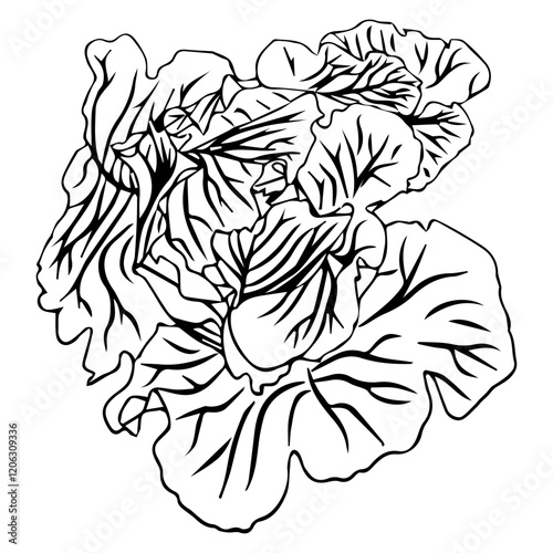 cabbage 19.01.25-8