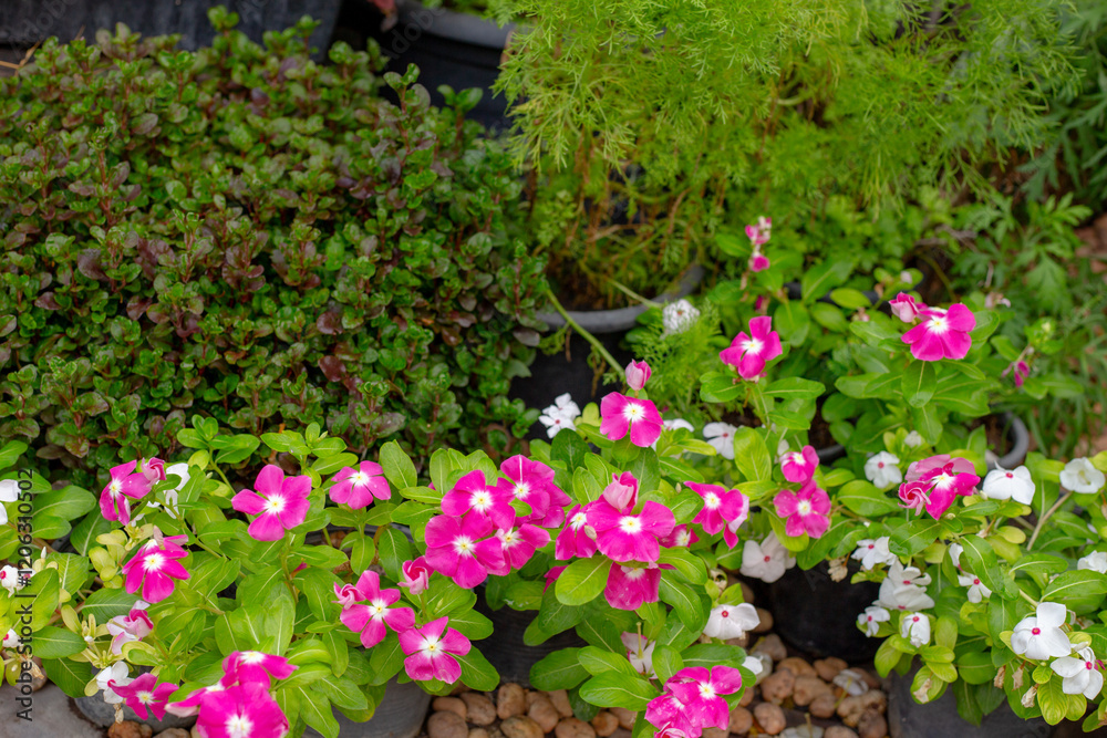 Fototapeta premium Catharanthus roseus or Madagascar periwinkle. Tropical flowers in pots and plants around. Green area design