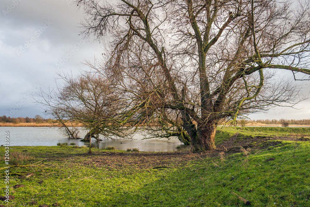 Tree with whimsical bare branches at the edge of the water. The photo was taken on a cloudy day in the winter season.