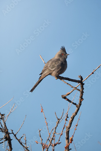 Phainopepla silky flycatcher bird on a branch against a bright blue morning sky  photo