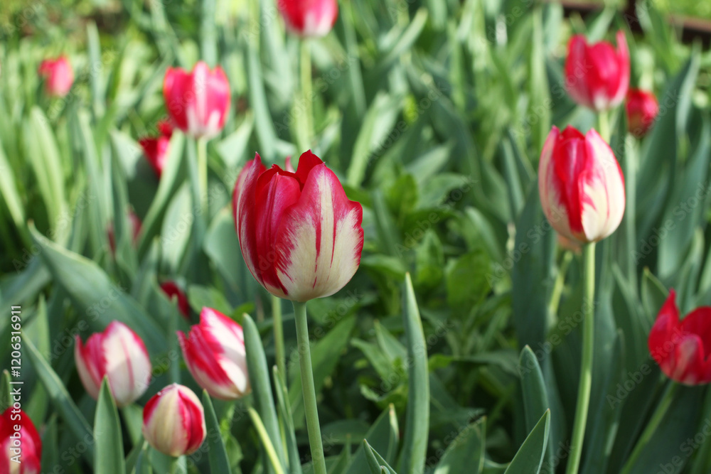 Red with white tulips against green grass background in the garden. Red with white tulips against green grass background in the garden.