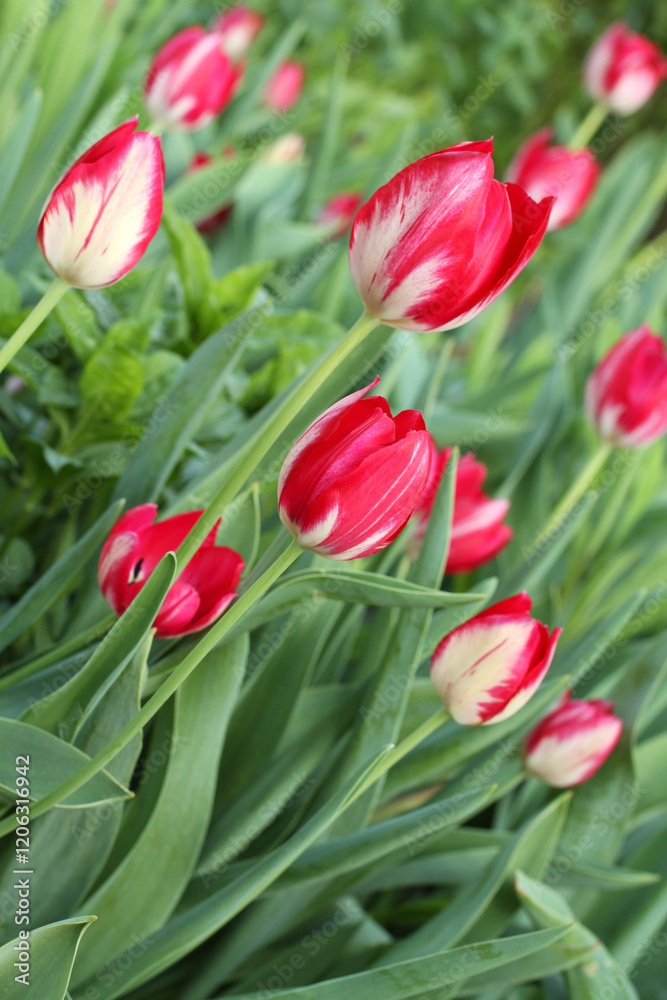 Obraz premium Red with white tulips against green grass background in the garden.