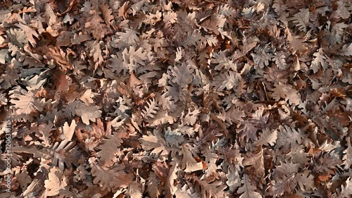 autumn leaves background