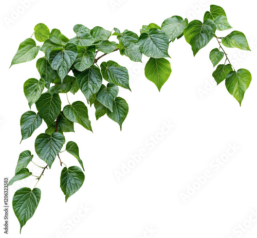 A lush, Green ivy climbing plant with heart-shaped leaves, The plant appears healthy and dense, with many stems. isolated over transparent background, PNG cut-out