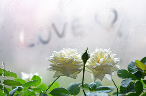Fotografía romantic image of white roses and the inscription love on glass