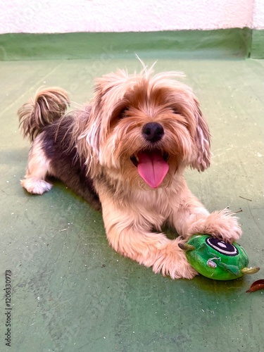 yorkshire terrier puppy photo