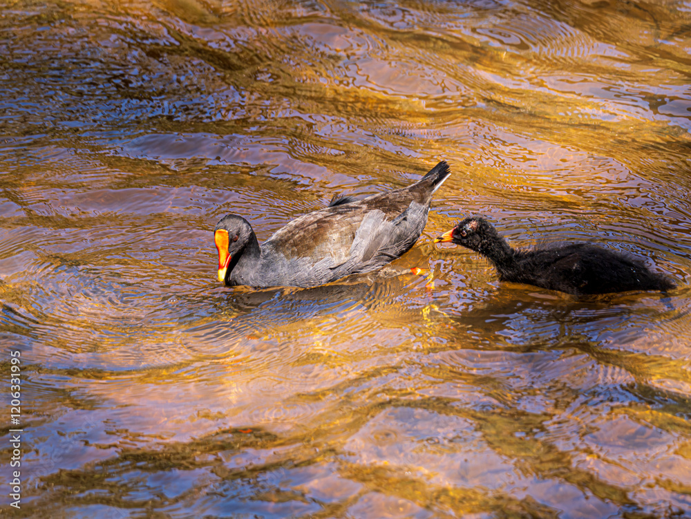 Fototapeta premium Red Fronted Coot Chick Chases Mother