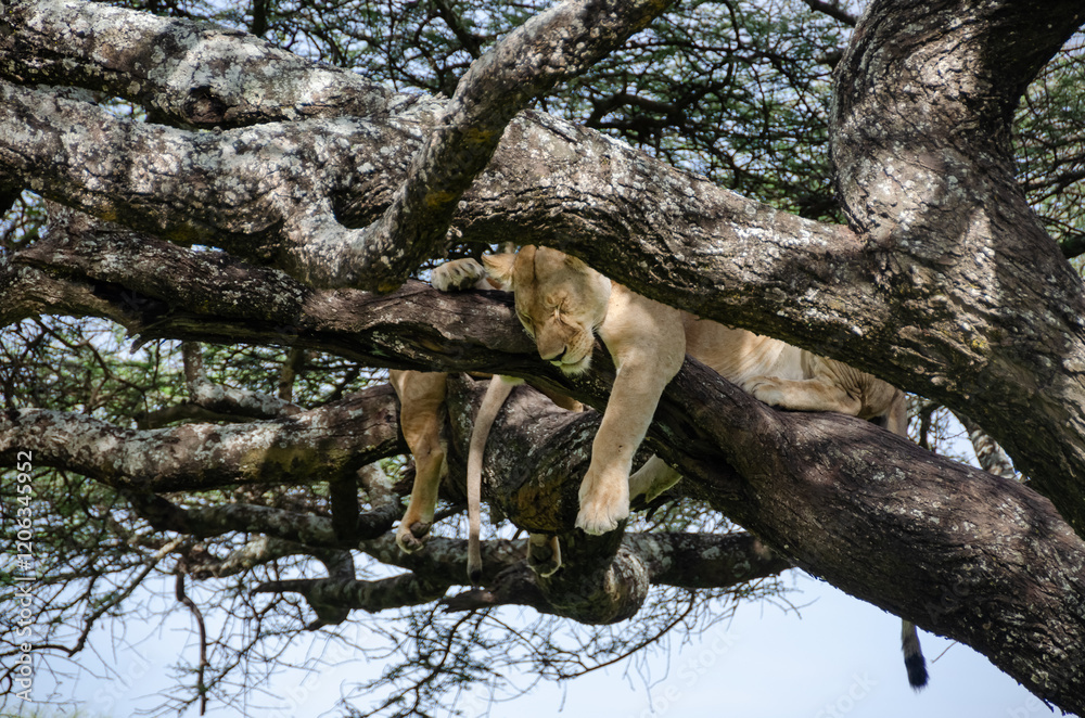 A lioness lies on the tree in Serengeti National Park, Tanzania, Africa.
A lioness lies on the tree in Serengeti National Park, Tanzania, Africa.