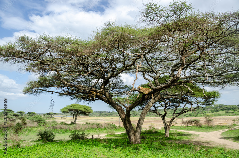 A lioness lies on the tree in Serengeti National Park, Tanzania, Africa.
A lioness lies on the tree in Serengeti National Park, Tanzania, Africa.