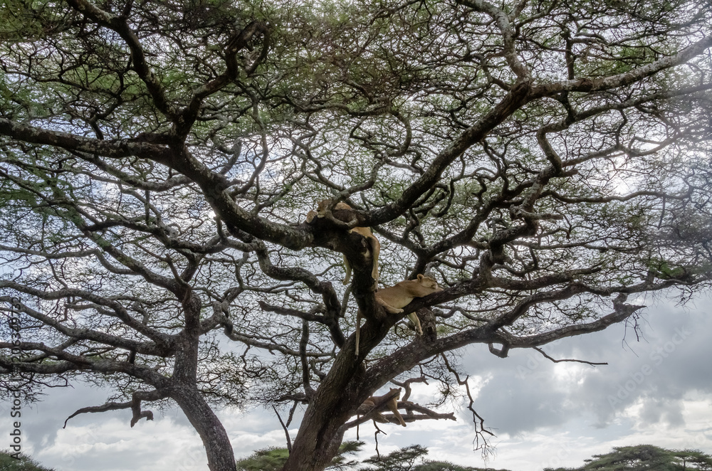 A lioness lies on the tree in Serengeti National Park, Tanzania, Africa.
A lioness lies on the tree in Serengeti National Park, Tanzania, Africa.