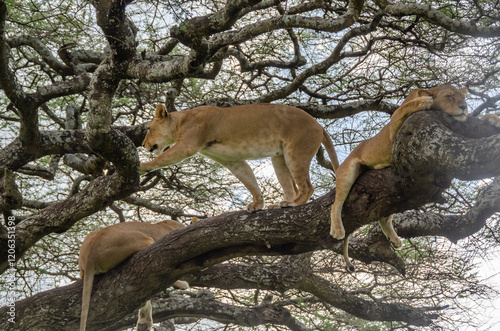 A lioness lies on the tree in Serengeti National Park, Tanzania, Africa.
