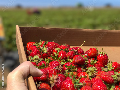 hand picked strawberries in field