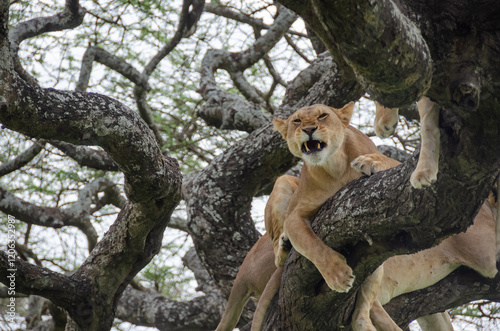 A lioness lies on the tree in Serengeti National Park, Tanzania, Africa.
