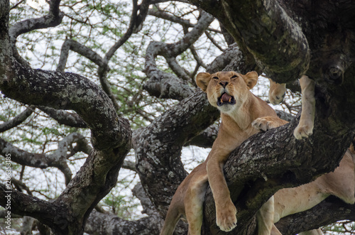 A lioness lies on the tree in Serengeti National Park, Tanzania, Africa.
