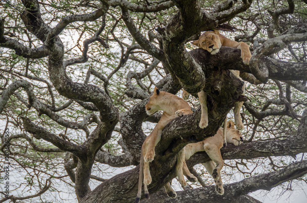 A lioness lies on the tree in Serengeti National Park, Tanzania, Africa.
A lioness lies on the tree in Serengeti National Park, Tanzania, Africa.