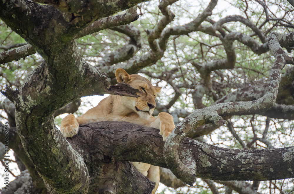 A lioness lies on the tree in Serengeti National Park, Tanzania, Africa.
A lioness lies on the tree in Serengeti National Park, Tanzania, Africa.