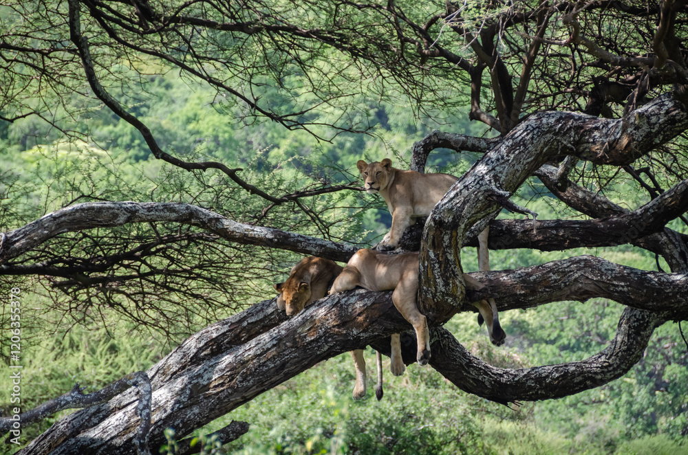 A lioness lies on the tree in Serengeti National Park, Tanzania, Africa.
