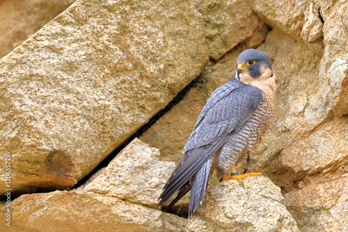 Falco peregrinus, Peregrine falcon, Czech republic photo