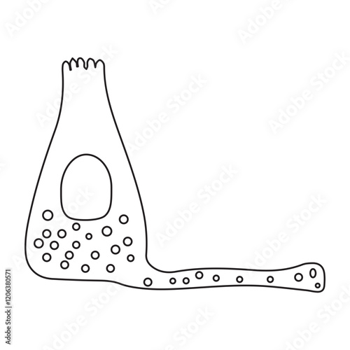 enteroendocrine cell line photo