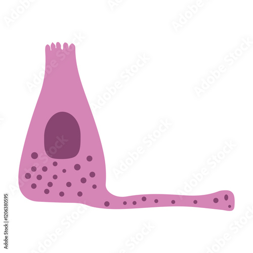 enteroendocrine cell colored