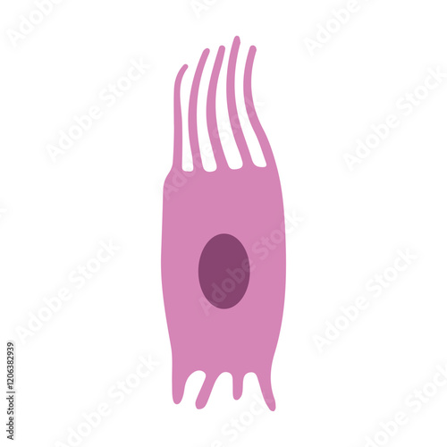 ependymal cell colored icon