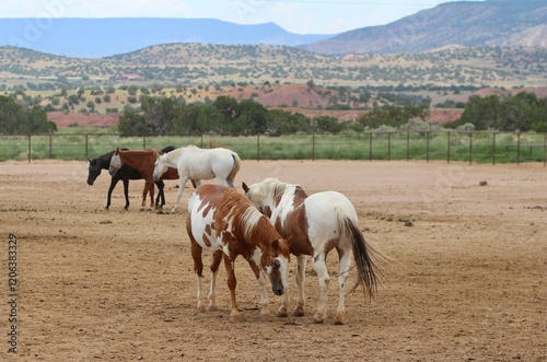 Horses at Ghost Ranch, New Mexico